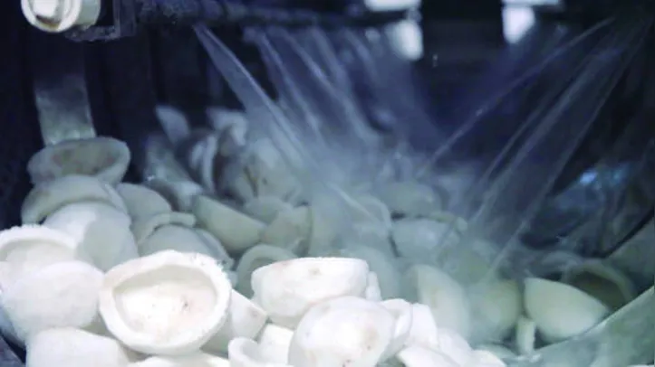 Medida deve impactar no mercado e segmentos da agricultura familiar como o de produção de coco em Alagoas