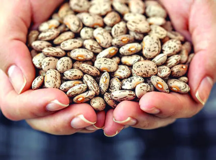 Distribuição, segundo a portaria nº44 de 25 de março de 2021, será de milho, feijão ou sorgo