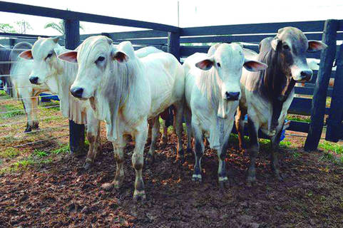 Preço do boi no mercado alagoano é regulado pelos grandes centros produtores