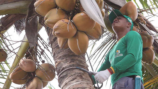 Atuação da cooperativa permite que produtores permaneçam na atividade com produtividade e mercado garantido