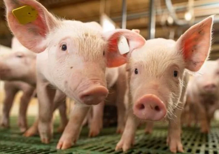 Animais serão vacinados durante todo o mês de junho