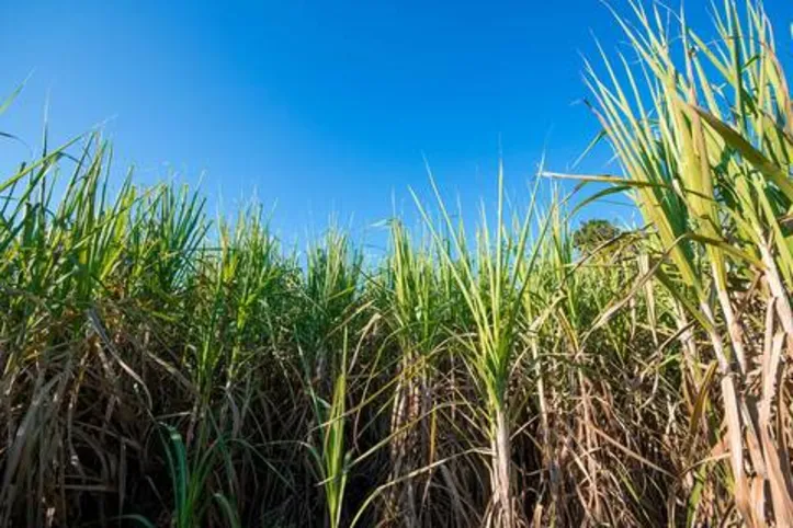 Em 2020, 48,4% da energia consumida no território nacional teve como origem fontes renováveis
