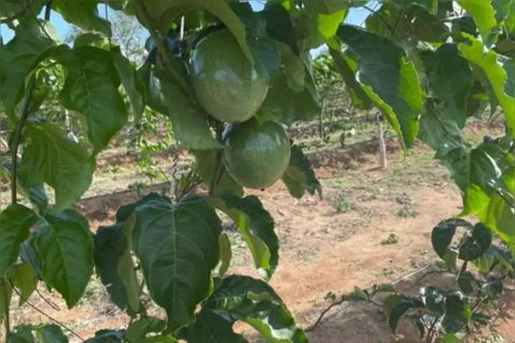 Projeto de Piranhas investe em fruticultura irrigada para exportação