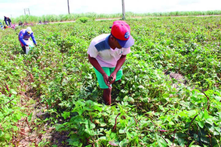 Alimentos da agricultura familiar ajudam a movimentar a economia nos municípios, gerando emprego e renda no campo