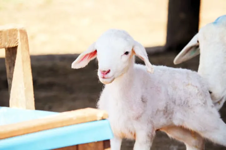 Produtores de ovinos devem redobrar cuidados com cordeiros durante frio