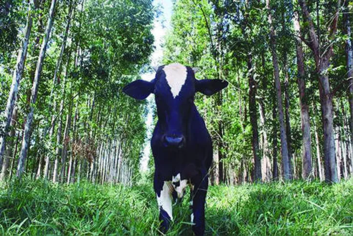 Sebrae conta com quatro experimentos em andamento no Estado com a proposta de consórcio