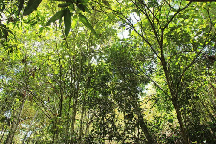 Setor já soma mais de 72 mil ha de área preservada