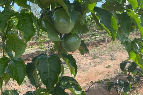 Projeto de Piranhas investe em fruticultura irrigada para exportação