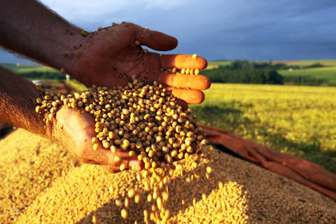 Produção de soja tem um novo recorde estimado em 135,86 milhões de toneladas