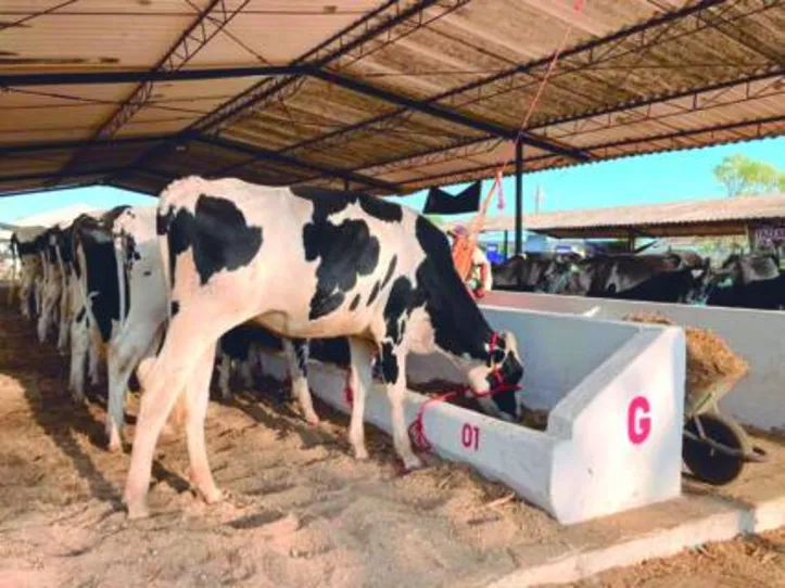 Exposição mostrou a força da pecuária da agricultura familiar