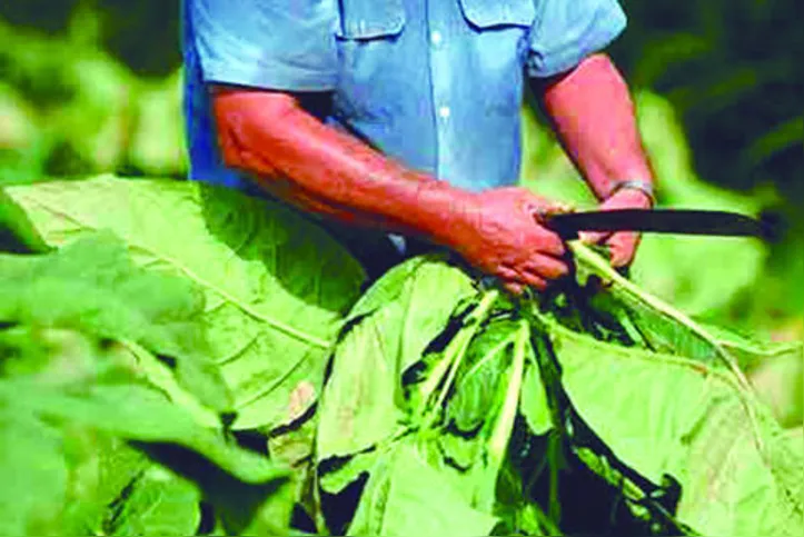 Alagoas é considerada área livre da praga que ataca o fumo