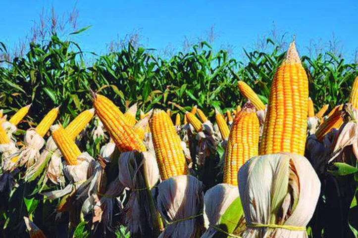 Principal resultado foi o aumento da taxa fotossintética em plantas submetidas às substâncias