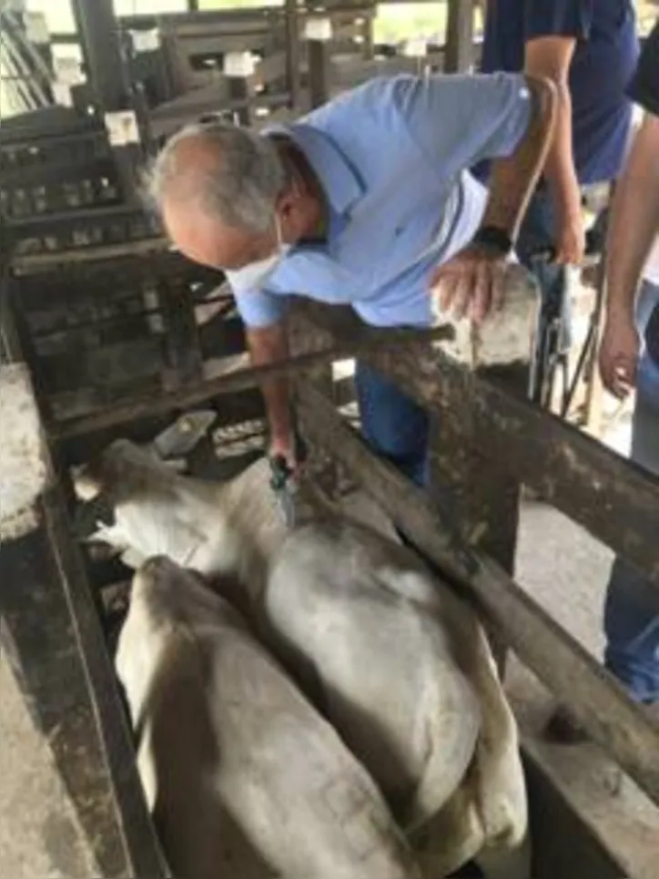 Primeira etapa de 2021 imunizou mais de 1,1 milhão de bovídeos em Alagoas