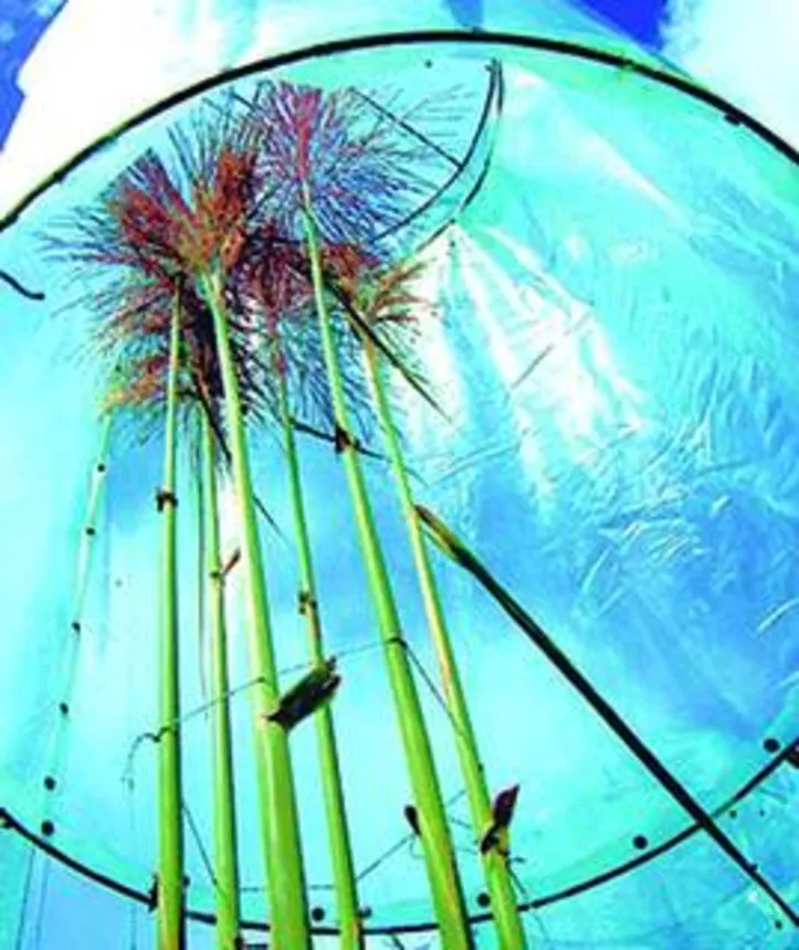 Projeto de pesquisa desenvolvido em Alagoas e que faz parte da Ridesa, é um dos mais atuantes do setor com o desenvolvimento de novas variedades de cana