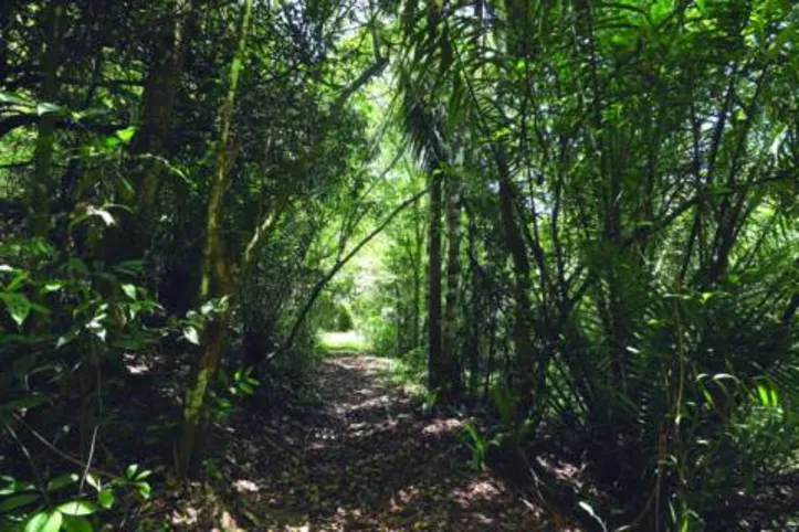 Setor sucroenergético mantém 32 RPPN em Alagoas