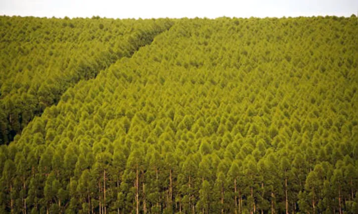 Em 2020, o estudo identificou registro de produção primária florestal em 4.868 municípios