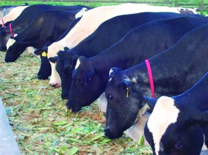 Alimentação representa de 40% a 60% das despesas na criação animal