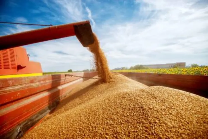 Produtividade do milho segunda safra pode chegar a 4.502 quilos colhidos por hectare na atual safra