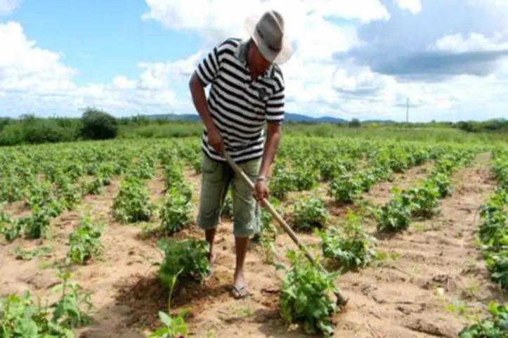 Imagem ilustrativa da imagem DICA RURAL (11 e 12/09/2021)