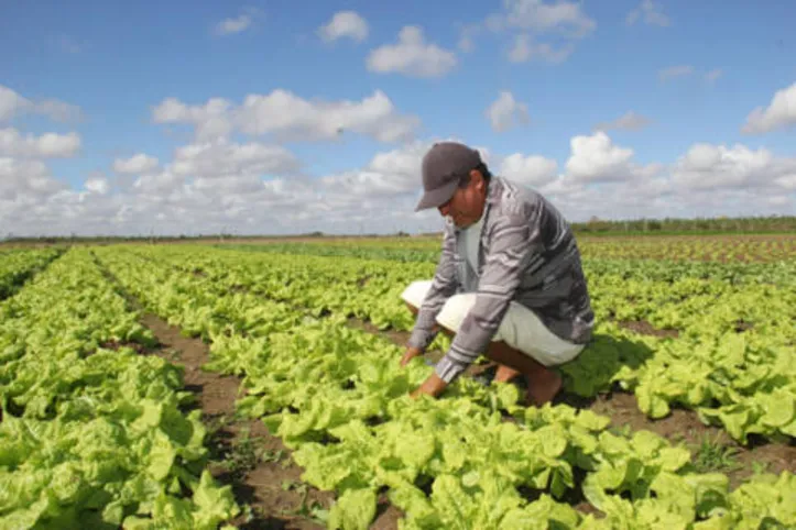 Imagem ilustrativa da imagem DICA RURAL (13 e 14/11/2021)