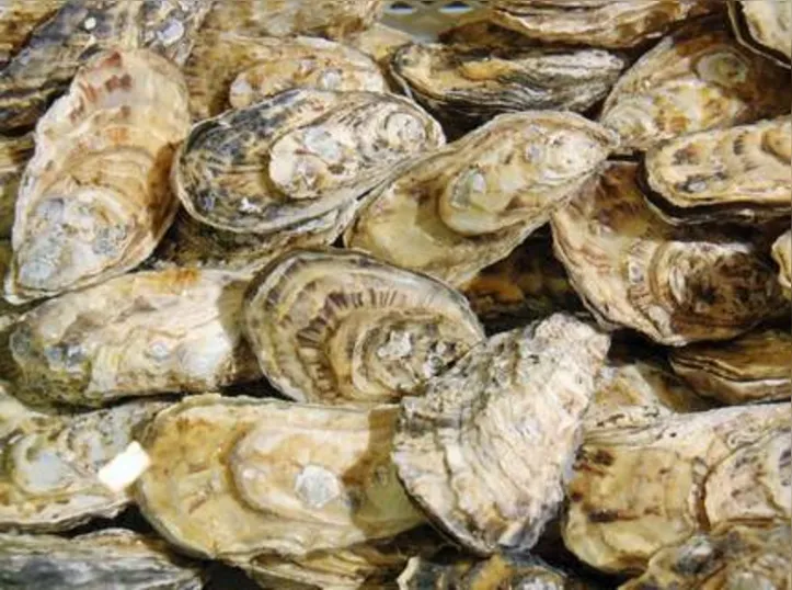 Imagem ilustrativa da imagem DICA RURAL (24 e 25/07/2021)