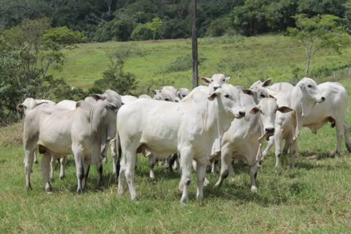 Imagem ilustrativa da imagem DICA RURAL (28 e 29/08/2021)