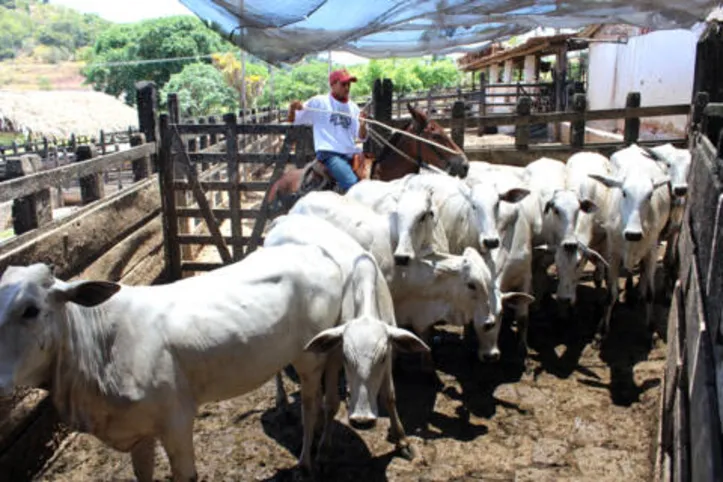 Imagem ilustrativa da imagem DICA RURAL (30 e 31/10/2021)