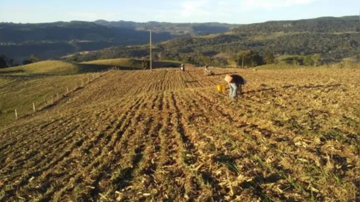 Lei vai alcançar agricultores afetados pela pandemia que acumularam prejuízos por não conseguirem escoar a produção e logo entrar para inadimplência