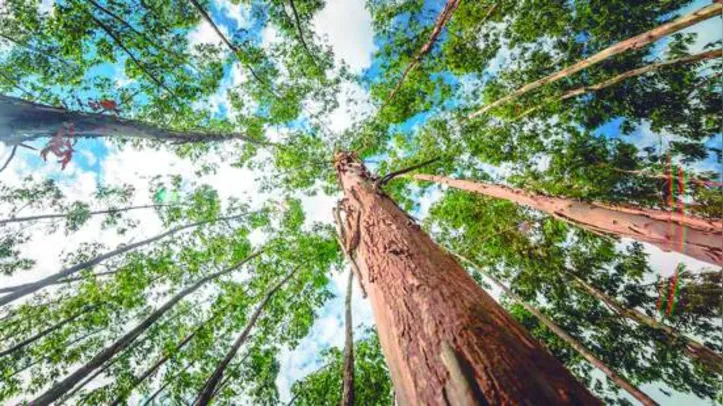 Produtividade média estimada para Alagoas é de incremento médio anual de 52 m³ por hectare/ano