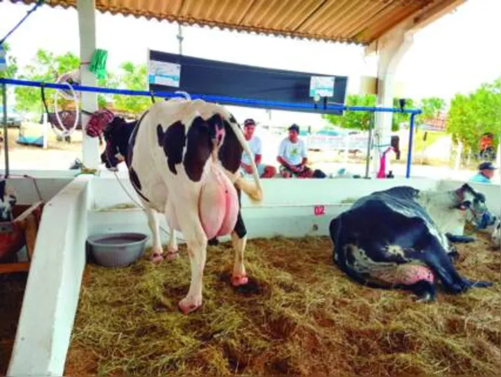 Exposição deve reunir mais de 300 animais entre as suas atividades de julgamentos, exposição e torneio leiteiro