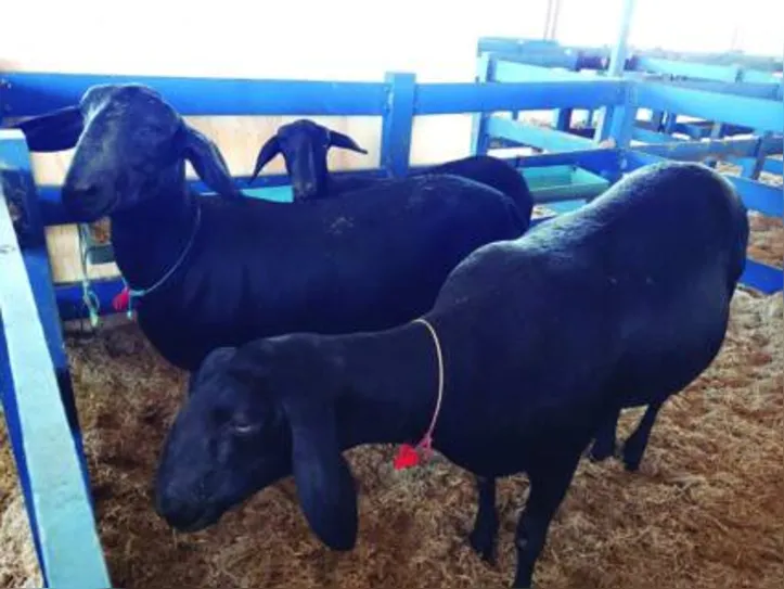 Ovinos da raça santa inês foram uma das atrações da Expoagro
