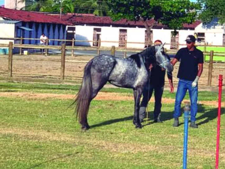 O Shopping Mangalarga Marchador trouxe para a Expoagro um mix de produtos variados