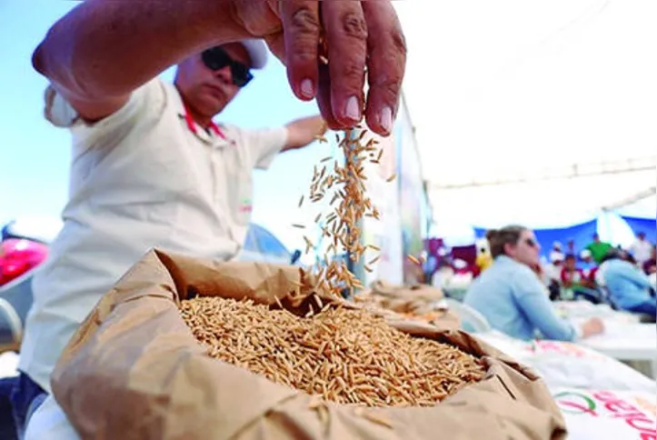 Cultura do arroz ganha incentivos fiscais para aumento da produção