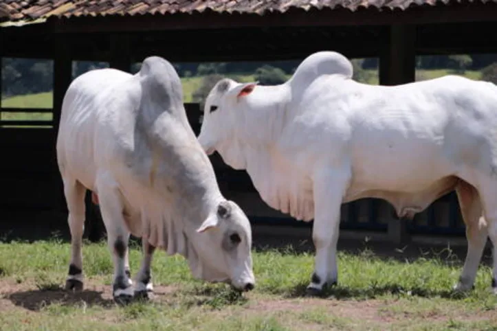 Leilão traz animais nelore melhoradores e 100% adaptáveis ao sistema de produção