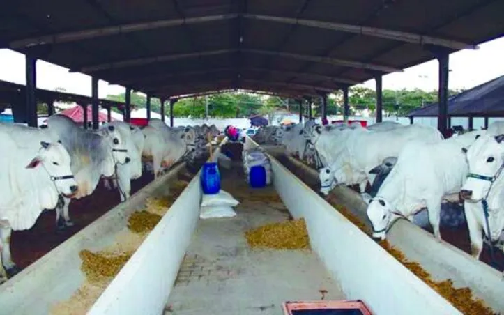 Programação contará com julgamento e exposição das raças, além de provas equestres, leilões  e entretenimento para as famílias com a Expoagrinho