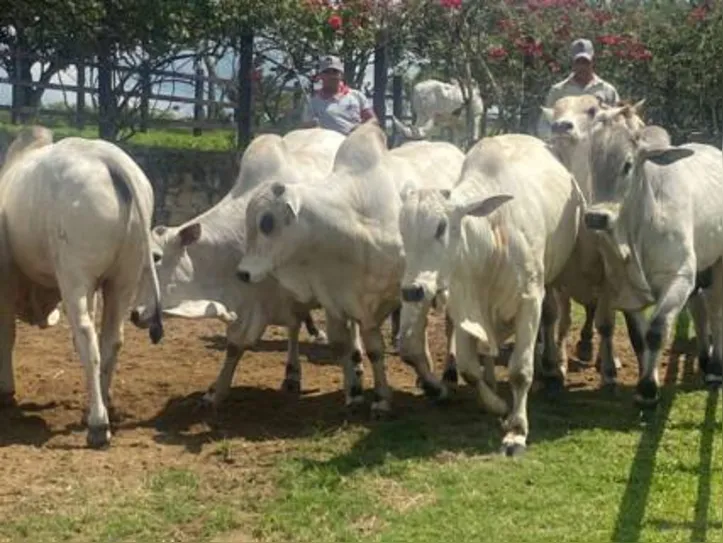 Genética do rebanho Barros Correia é uma das mais requisitadas da pecuária de corte