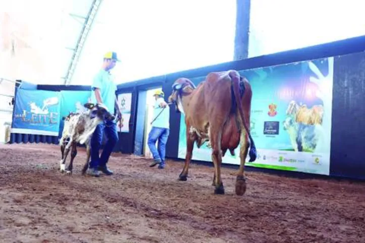 Lotes foram selecionados pelos criatórios Fazenda Cachoeirinha, Agropecuária Pereira, Fazenda Crauatá e Rebanho Paulo Amaral