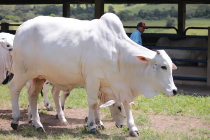 Baterias do remate contarão com animais de equilíbrio e extrema precocidade