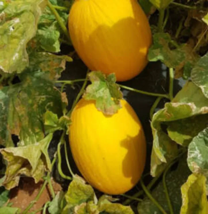 BRS Anton se ajusta também aos tradicionais polos de cultivo de melão do Nordeste