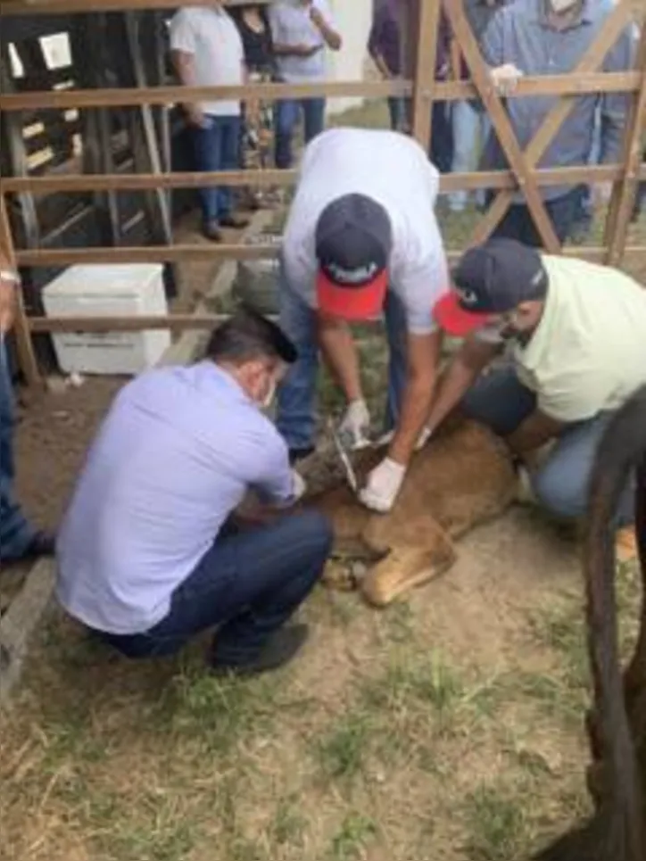 Na oportunidade, foram vacinados animais de pequenos criadores do município