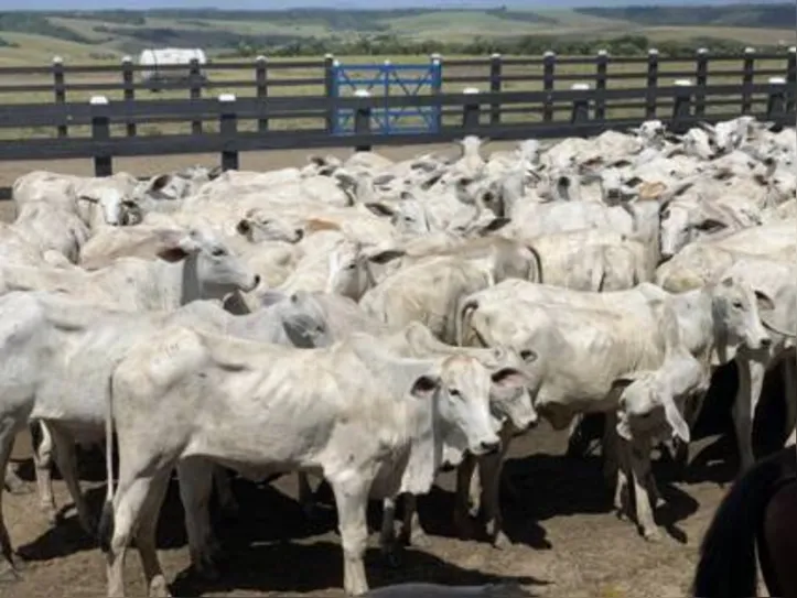 Melhoramento genético de pastagens e dos animais e a utilização de aditivos que podem ser agregados na alimentação estão entre as estratégias