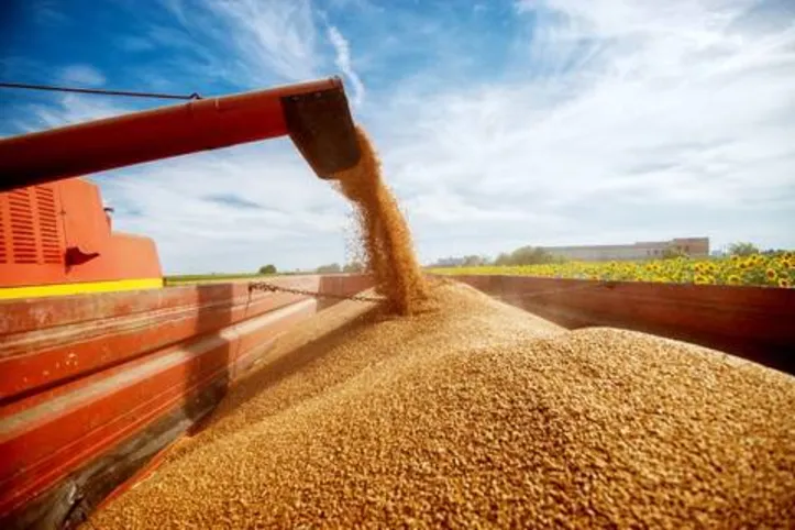 Produtividade do milho segunda safra pode chegar a 4.502 quilos colhidos por hectare na atual safra