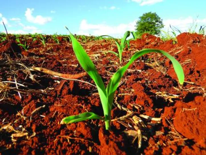 Financiamentos da atual safra poderão ser contratados pelos agricultores de 1º de julho deste ano a 30 de junho de 2022