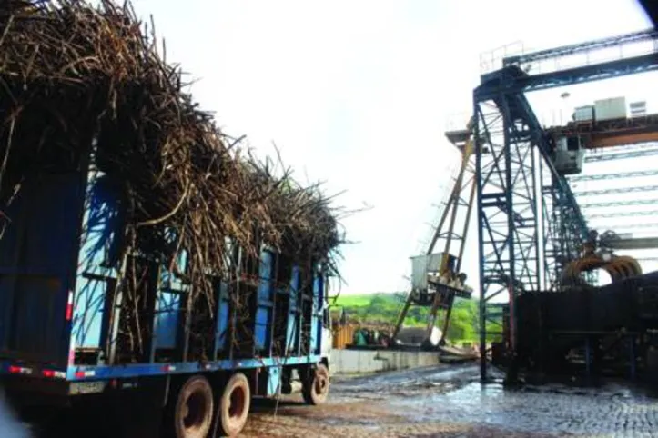 Desde a segunda quinzena de agosto, quando teve início a moagem pela usina Pindorama, foram processadas mais de 247.874 toneladas de açúcar