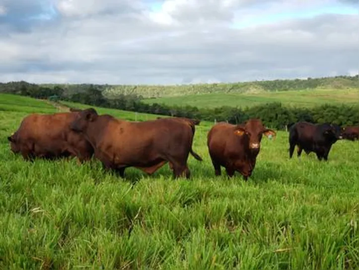 Rebanho Mangabeira tem mais de 40 anos de trabalho com a raça santa gertrudis