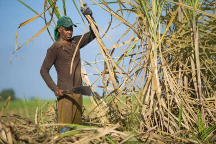 Mais de oito mil trabalhadores canavieiros tiveram seus postos de trabalho encerrados