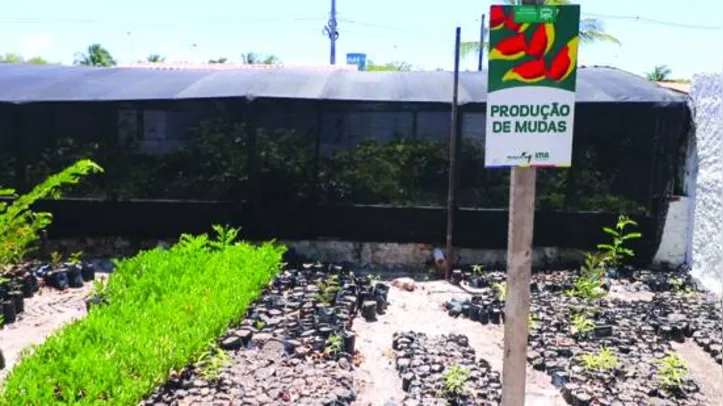 Mudas são produzidas em viveiro localizado em Marechal Deodoro
