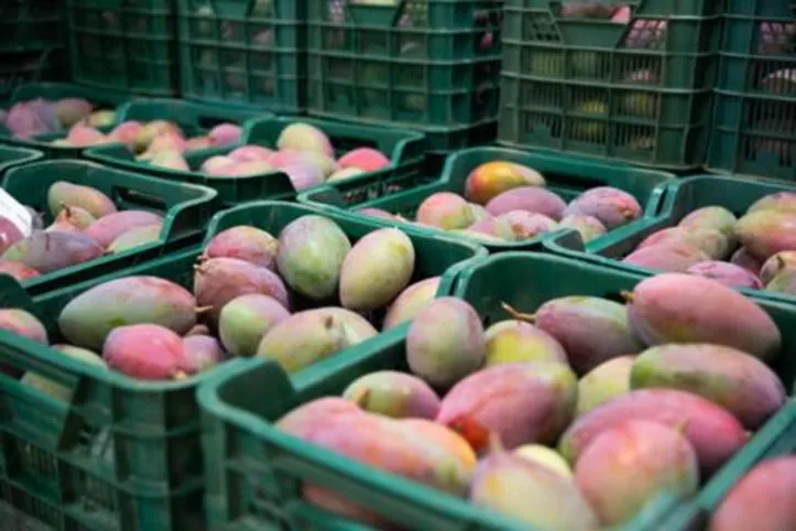 Produtos tiveram como principais destinos a União Europeia, Estados Unidos, Reino Unido, Argentina e o Canadá