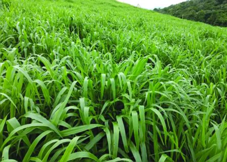 BRS Integra pode ser aproveitada tanto como forragem para alimentação do gado na entressafra, quanto como palhada para o próximo plantio das lavouras