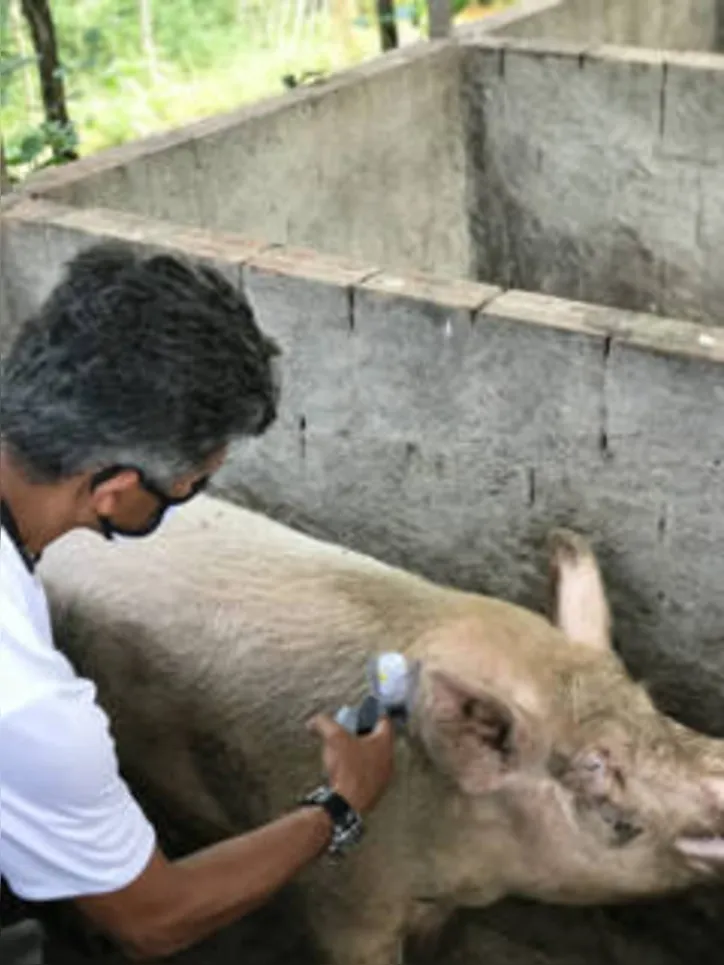 Vacinação foi iniciada sob a coordenação do Ministério da Agricultura